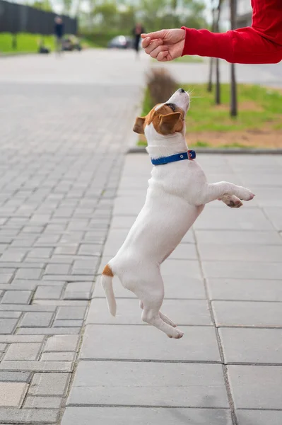 Der clevere Welpe Jack Russell Terrier spielt mit seinem Besitzer auf der Straße. Ein Vollblut-Kurzhaarhund springt einer unkenntlichen Frau an die Hand. Energetisches Haustier in Bewegung. — Stockfoto