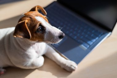 Yavru Jack Russell Terrier dizüstü bilgisayarda çalışıyor. Şımarık bir hayvan taşınabilir bir bilgisayarın yanında yatıyor. Mizah, bir programcının uzak çalışmasının bir metaforudur..