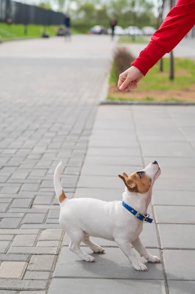 Il cucciolo intelligente Jack Russell Terrier gioca con il proprietario sulla strada. Un cane purosangue che salta per mano di una donna irriconoscibile. Animale domestico energetico in movimento . — Foto Stock