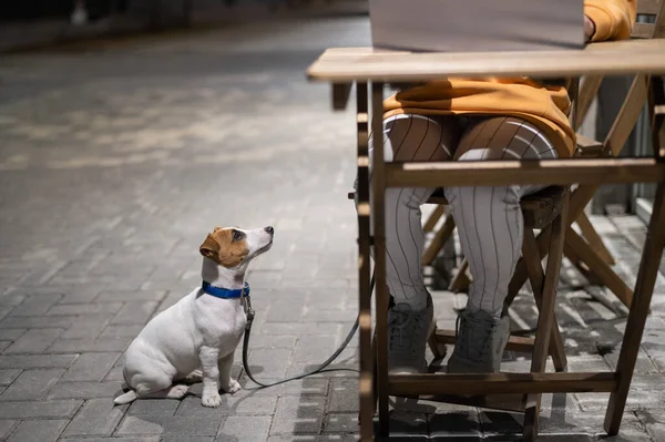 Uśmiechnięta kobieta pracująca na laptopie przy drewnianym stole na ulicy. Dziewczyna patrzy na monitor, a Jack Russell Terrier siedzi na smyczy. Wolny strzelec wyprowadza psa wieczorem. Lojalny szczeniak.. — Zdjęcie stockowe