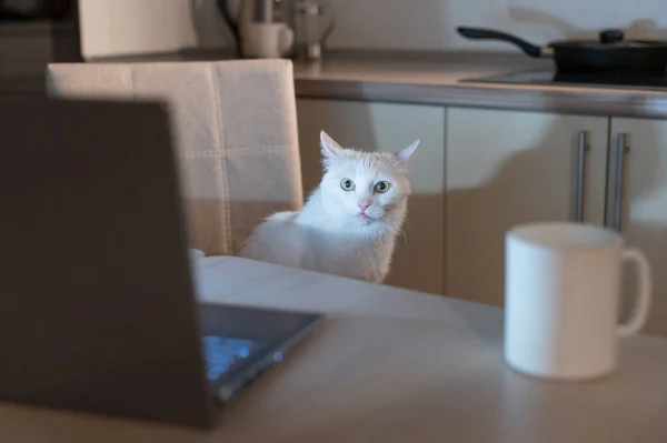 El gato blanco y esponjoso mira el monitor de una computadora personal por la noche. Un gatito está viendo un video en la pantalla de un portátil en la oscuridad. Lugar de trabajo en la cocina . — Foto de Stock