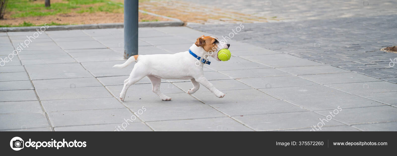 russell puppies agility parson russell terrier