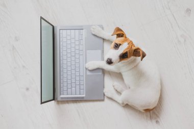 Dizüstü bilgisayardaki sevimli, komik bir köpeğin üst görüntüsü. Safkan Shorthair Jack Russell Terrier kablosuz bilgisayarın önünde ahşap bir zeminde yatıyor. Akıllı köpek işi..