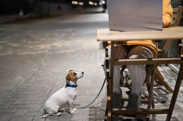 Uśmiechnięta kobieta pracująca na laptopie przy drewnianym stole na ulicy. Dziewczyna patrzy na monitor, a Jack Russell Terrier siedzi na smyczy. Wolny strzelec wyprowadza psa wieczorem. Lojalny szczeniak.. — Zdjęcie stockowe
