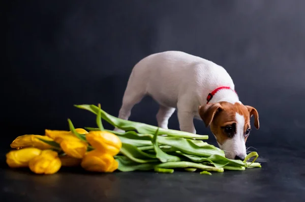 Um cãozinho fofo está parado junto a uma armada de tulipas em um fundo preto. Cachorrinho de raça pura Jack Russell Terrier dá um buquê de flores amarelas da primavera em 8 de março. . — Fotografia de Stock