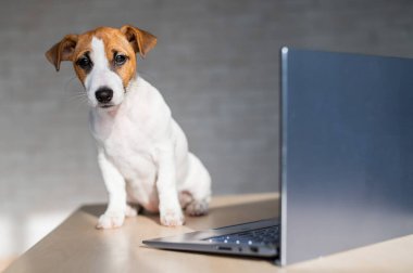 Jack Russell Terrier yavrusu dizüstü bilgisayarın önünde oturuyor. Küçük akıllı bir köpek bir dizüstü bilgisayar üzerinde çalışıyor..