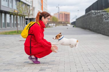 Zeki köpek yavrusu Jack Russell Terrier sokaktaki sahibiyle oynuyor. Safkan bir steyşın köpek kırmızı eşofmanlı Avrupalı bir kadının kollarına atlıyor. Hareket halinde.