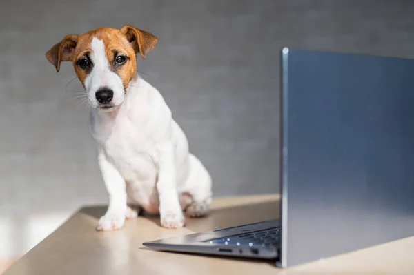 Jack Russell Terrier puppy is sitting in front of a laptop. A small smart dog is working on a laptop computer.