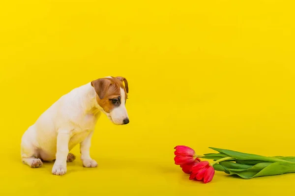 Слухняний пес сидить біля купи червоних тюльпанів у студії на жовтому тлі. Романтичне цуценя Джек Рассел - Терр "є вітає закоханих у День святого Валентина і дарує букет квітів.. — стокове фото