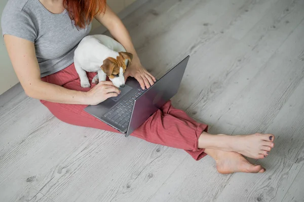 집에서 일하는 여자. 한 소녀 가 아파트에서 강아지 잭루셀 테리어와 함께 바닥에 앉아 노트북으로 공부하고 있다. 격리 된 곳 에서의 원격 작업. — 스톡 사진