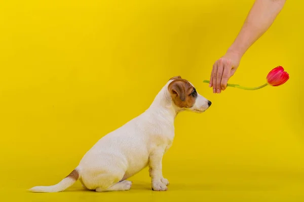 Un perro travieso está saltando por un tulipán en el estudio sobre un fondo amarillo. Cachorro divertido Jack Russell Terrier juega con su amo y caza una flor holandesa . — Foto de Stock