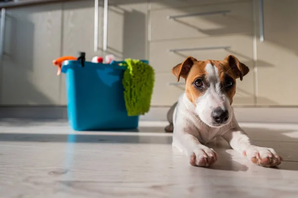 Un cachorro inteligente y tranquilo se encuentra junto a un cubo azul de productos de limpieza en la cocina. Un juego de detergentes y un trapo para la limpieza del hogar y un perro pequeño en un piso de madera en el apartamento. No hay gente . — Foto de Stock