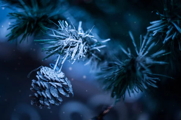 Bula Trädet — Stockfoto