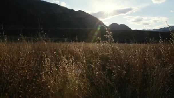 De gedroogd gras is swinng op de wind in de herfst bergdal. — Stockvideo