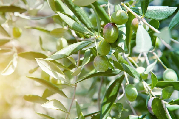 zeytin ağacı dalı