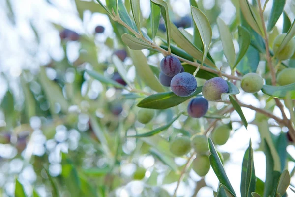 Оливкове дерево відділення — стокове фото