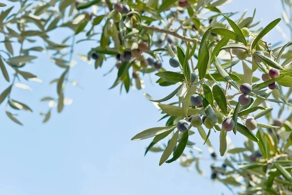 Olive tree branch — Stock Photo, Image