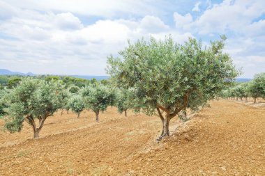 Geleneksel zeytin ağaçları çiftliği. Provence, Fransa