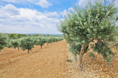 Geleneksel zeytin ağaçları çiftliği. Provence, Fransa