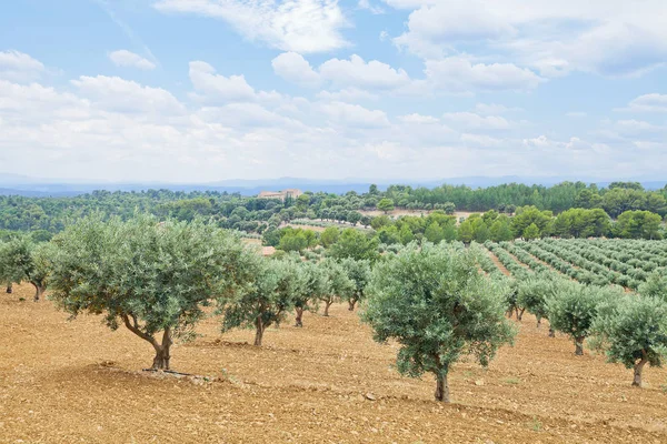 Plantación tradicional de olivos. Provenza, Francia — Foto de Stock