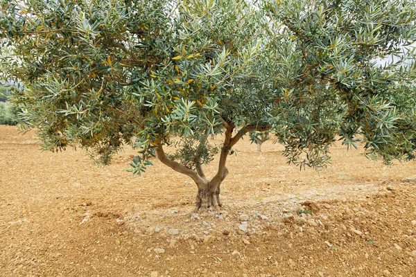 Traditional plantation of olive trees. Provence, France