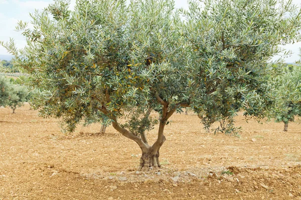 Traditional plantation of olive trees. Provence, France