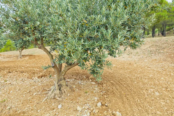 Traditional plantation of olive trees. Provence, France