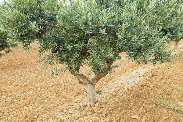 El olivo. Provenza, Francia — Foto de Stock