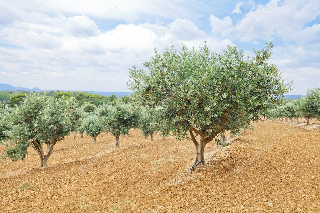 Traditional plantation of olive trees. Provence, France