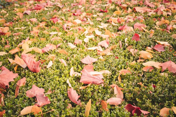 Yellow, orange and red autumn leaves on the grass — Stock Photo, Image