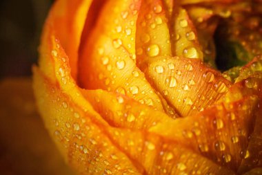 Tatlı güzel çiçek