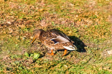 Güneş ışığı altında yayılan kanatlı parkta güzel ördek yüzecek.