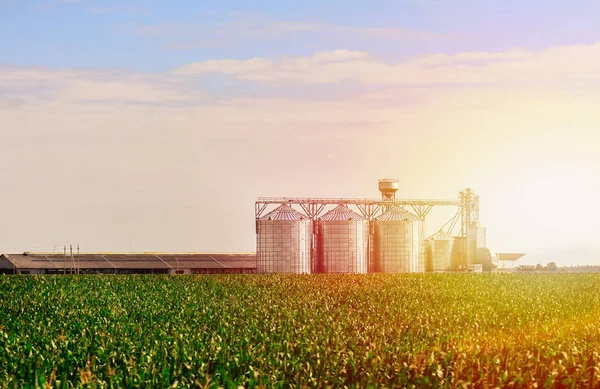 Getreide im Maisfeld. Satz von Lagertanks angebaute landwirtschaftliche Nutzpflanzen Verarbeitungsanlage. — Stockfoto