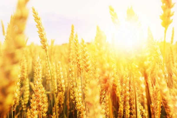 kulakları günbatımı bulutlu turuncu gökyüzü arka plan üzerinde sarı buğday alanının olgunlaşma zemin. Kopya alanı kırsal çayırda ufukta ayar güneş ışınlarının