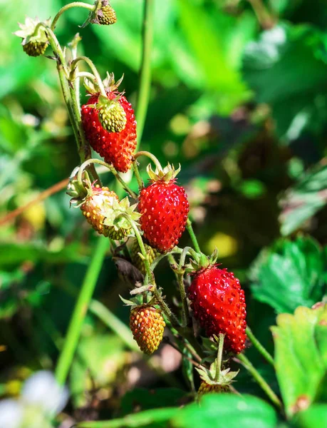 Yabani çilek yumuşak odaklı arka plan