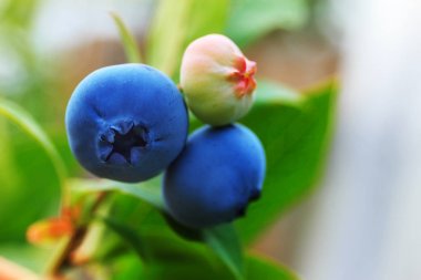 Bush yağmur damlası ile olgun yaban mersini