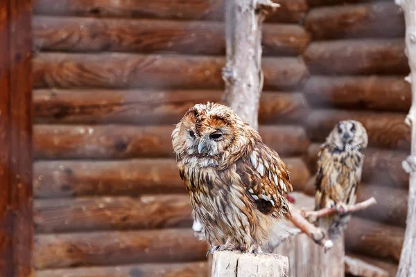 Photo of two owls in a zoo cage. Owl face with disdain expression. Defiance concept. Defiant face. Disdainful face. Funny owl. Funny bird.