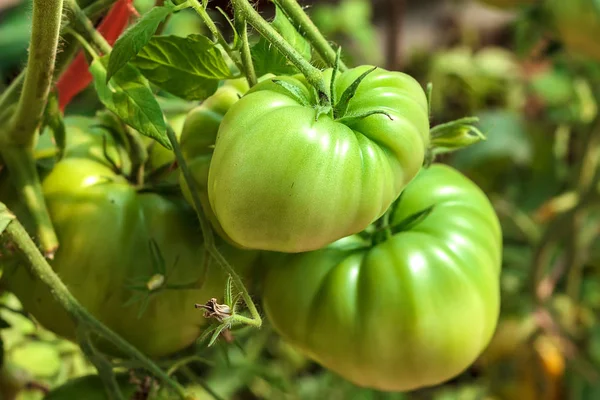 Tomat hijau mentah tumbuh di semak-semak di taman. Tomat di rumah kaca dengan buah merah dan hijau . — Stok Foto