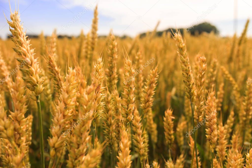 Wheat field. Ears of golden wheat close up. Beautiful Nature Sunset Landscape. Rural Scenery under Shining Sunlight. Background of ripening ears of meadow wheat field.