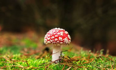 Amanita Muscaria, zehirli mantar. Fotoğraf doğal orman arka planında çekildi..