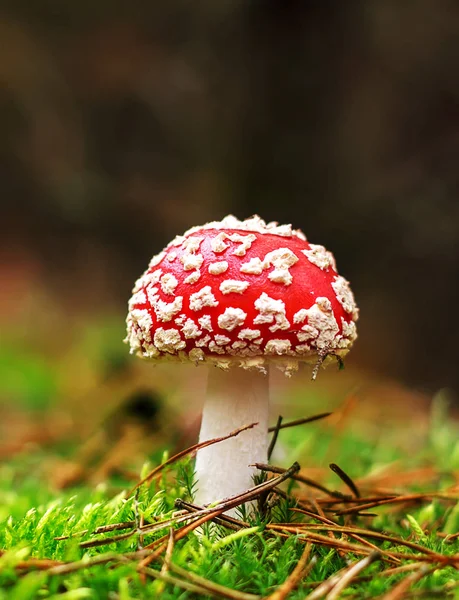 Amanita Muscaria, giftige paddenstoel. Foto is genomen in het natuurlijke bos achtergrond. — Stockfoto