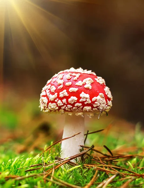 Amanita Muscaria, giftige paddenstoel. Foto is genomen in het natuurlijke bos achtergrond. — Stockfoto
