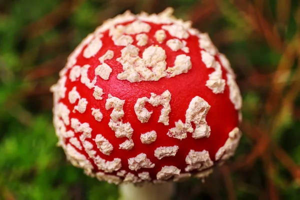 Amanita Muscaria, hongo venenoso. Foto tomada en el fondo del bosque natural. — Foto de Stock