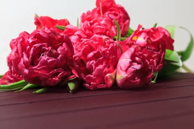 Kırmızı ve Pembe Lale beyaz arka plan üzerinde bahar. Geniş panoramik çiçek sınır