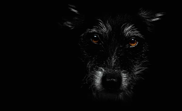 Rosto de cão com olhos expressivos — Fotografia de Stock