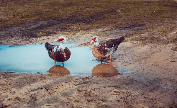 Dois Patos Nadando Uma Piscina Água Prado Ambiente Rural — Fotografia de Stock