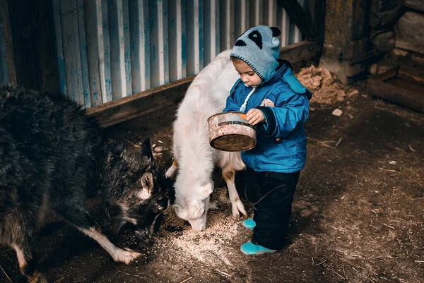 Mały Chłopiec Karmi Dwie Kozy Zbożem Rolnictwie — Zdjęcie stockowe
