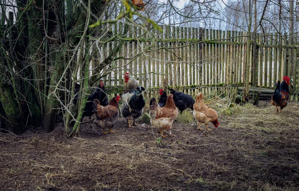 Two Roosters Lot Chickens Graze Village Garden Fence — Stock Photo, Image