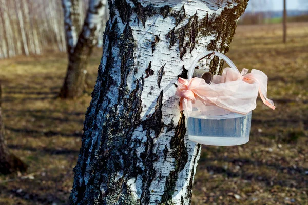 Wydobycie Soku Brzozowego Brzozy Gaju Metodą Rzemieślniczą — Zdjęcie stockowe