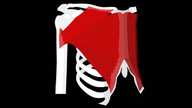 Pectoralis majör kas. Göğüs kasları, göğüs eti, göğüs, göğüs, göğüs. İnsan kas sisteminin anatomisi. Siyah bir arkaplanda resim.